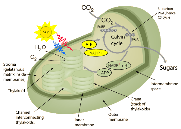 c3 c4 plants