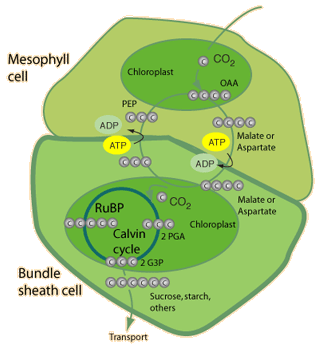 c4 plants diagram