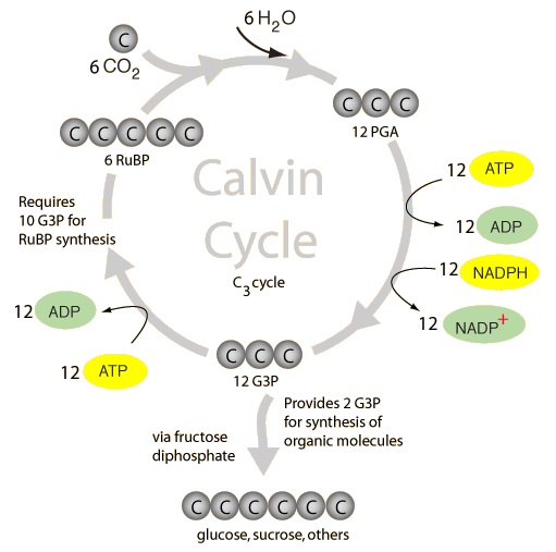 Carbon Fixation Cycle