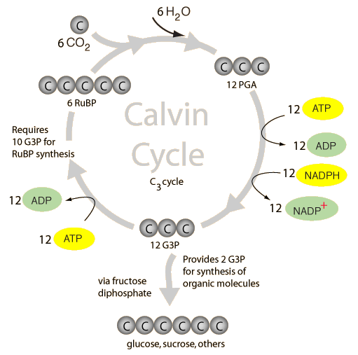 Calvin Cycle