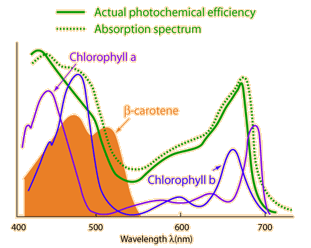 carotene pigment