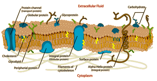 cell membrane