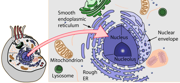 A Cell Nucleus