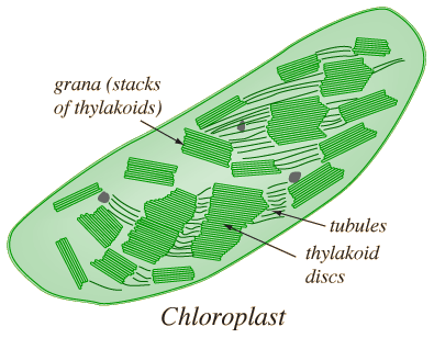 Inside A Chloroplast