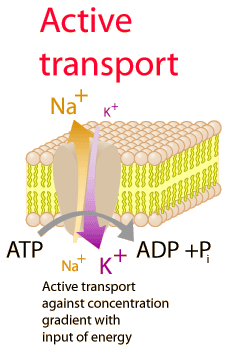 nakpump1.gif