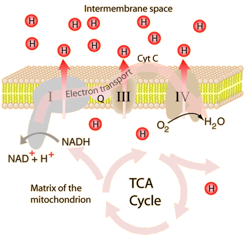 mitochondrial proton gradient