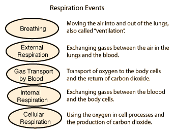 exhalation process