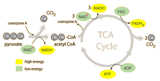 Tca Cycle