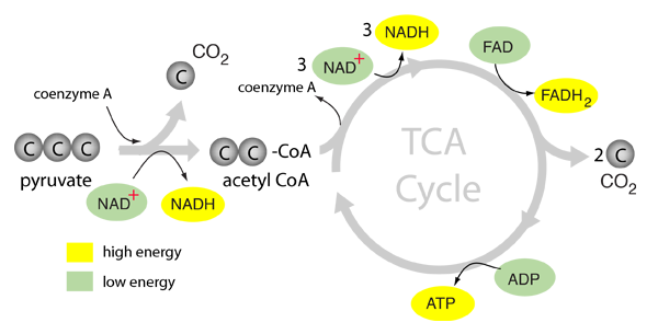 TCA –