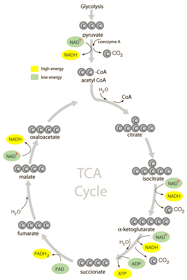 citric acid cycle. and the citric acid cycle.