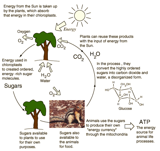 Plant Animal Energy Cycle