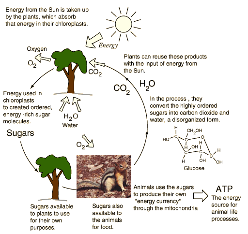 How Are Matter And Energy Cycled Between Plants And Animals