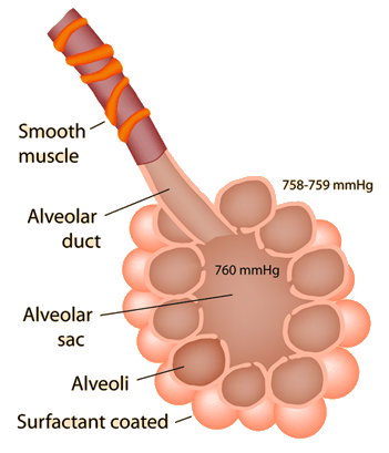 Alveolus Alveolus, e.g.