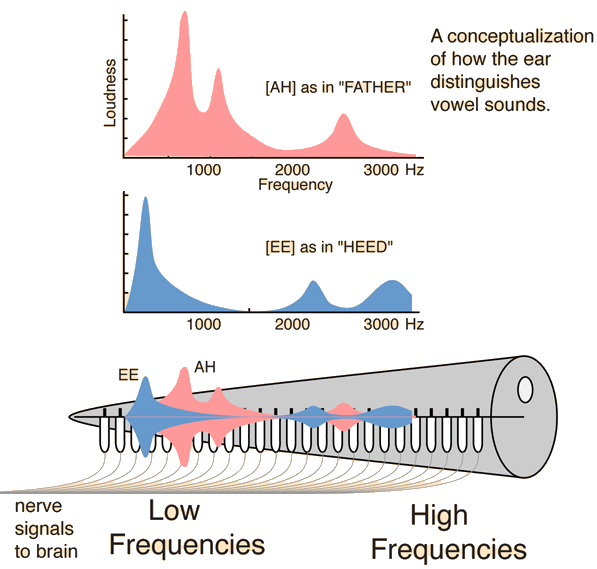 Cochlear Structure