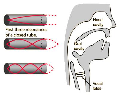  Voice on These Frequencies Are Then Modified By The Cavity Resonance Of The