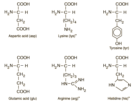 Essential Amino Acids. Amino acids which are