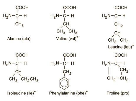 Essential Amino Acids. Amino acids which are
