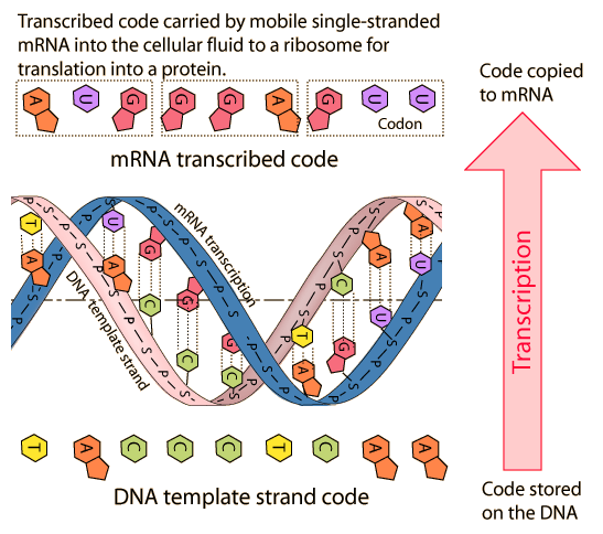 The genetic code is used to store protein blueprints in DNA written in an alphabet of bases in the form of triplets called codons.