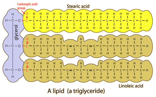 This kind of lipid is also