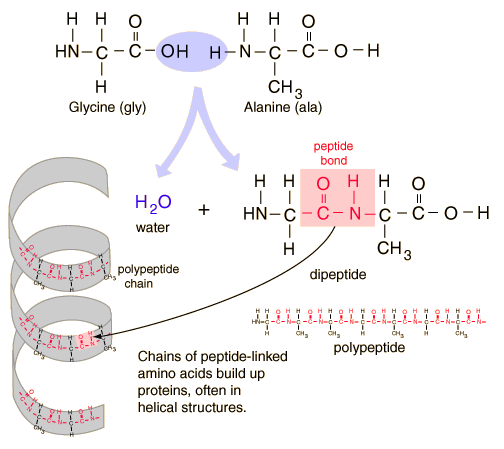 Peptide Bond