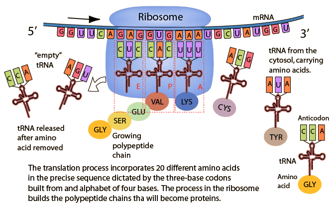 process of translation