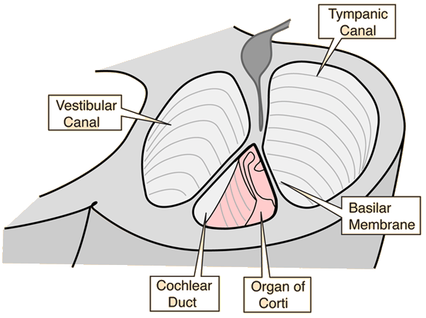 Inner Ear Cochlea