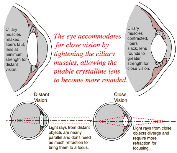 eye lens