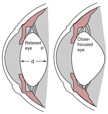 Accommodation of the Eye to Different Focus Distance