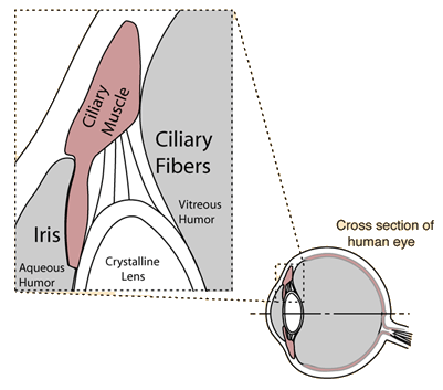 visual accommodation