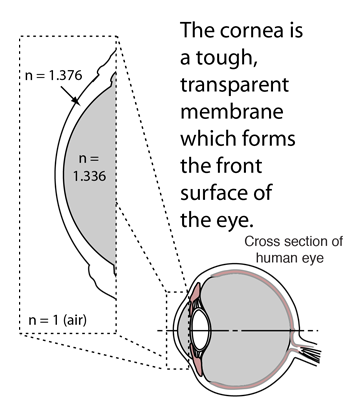 Scale Model Of Human Eye
