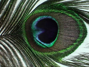 Unlocking color mechanism of peacock's feathers could lead to next-gen  color displays
