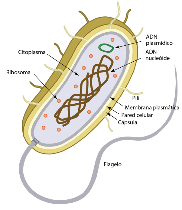  Células procariotas