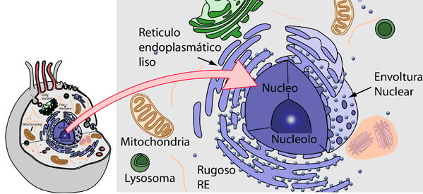 Cell Nucleus and Nuclear Envelope