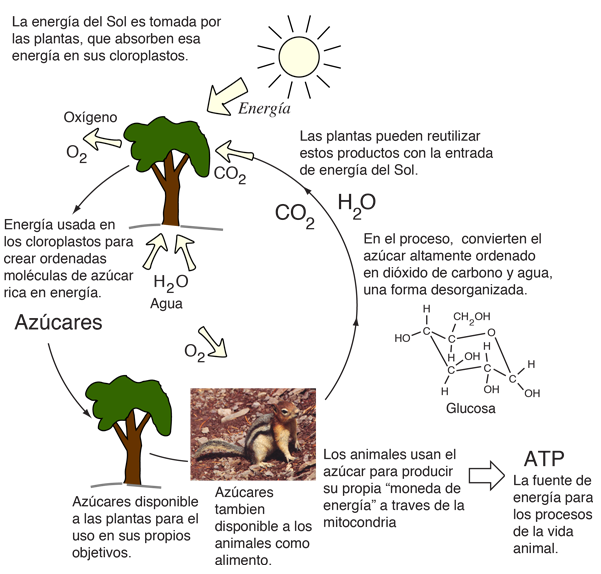 plan de ventas navegación Joven Energy Cycle from Plants to Animals