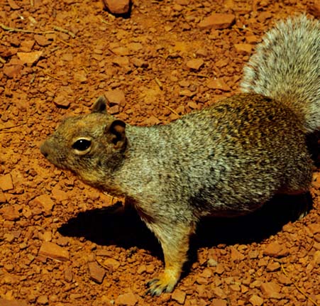 Sand Squirrel